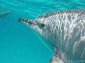030506_Shaab Samadai - Dauphins - Dsc02041~